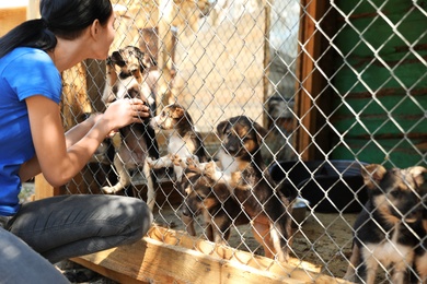 Woman near cage with homeless dogs in animal shelter. Concept of volunteering