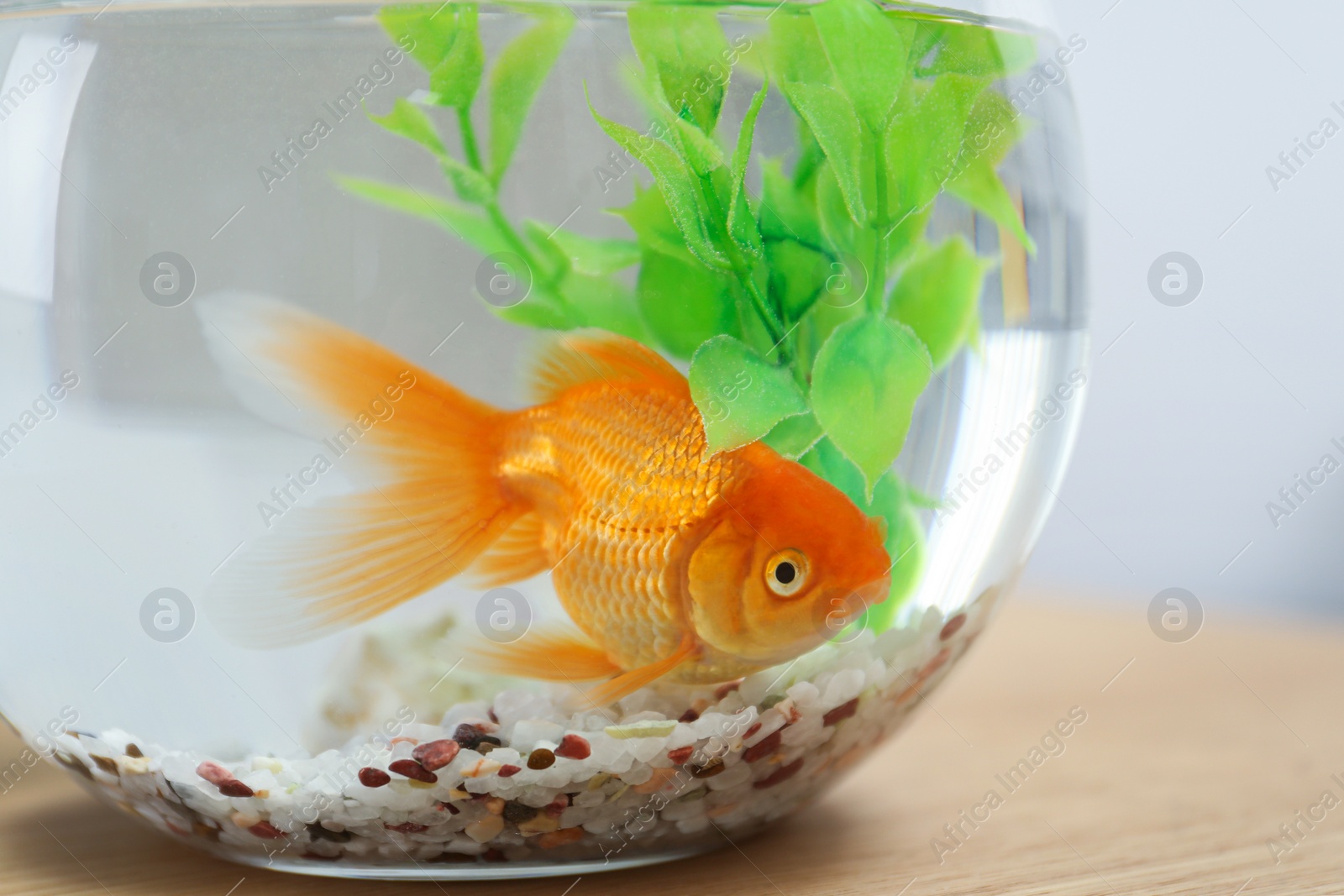 Photo of Beautiful bright small goldfish in round glass aquarium on wooden table, closeup