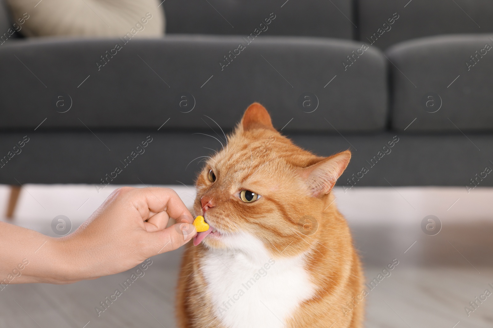 Photo of Woman giving vitamin pill to cute ginger cat indoors, closeup