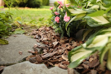 Photo of Mulched flowers with bark chips in garden, closeup