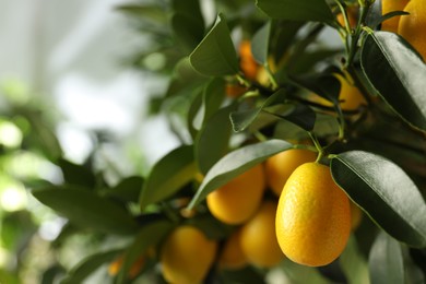 Photo of Kumquat tree with ripening fruits outdoors, closeup. Space for text