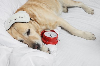 Cute Labrador Retriever with sleep mask and alarm clock resting on bed