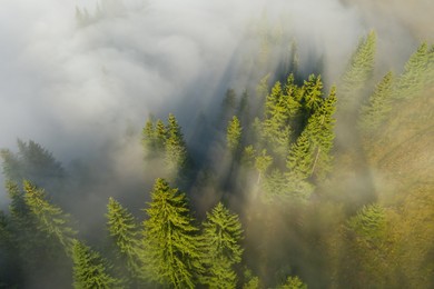 Aerial view of beautiful landscape with misty forest