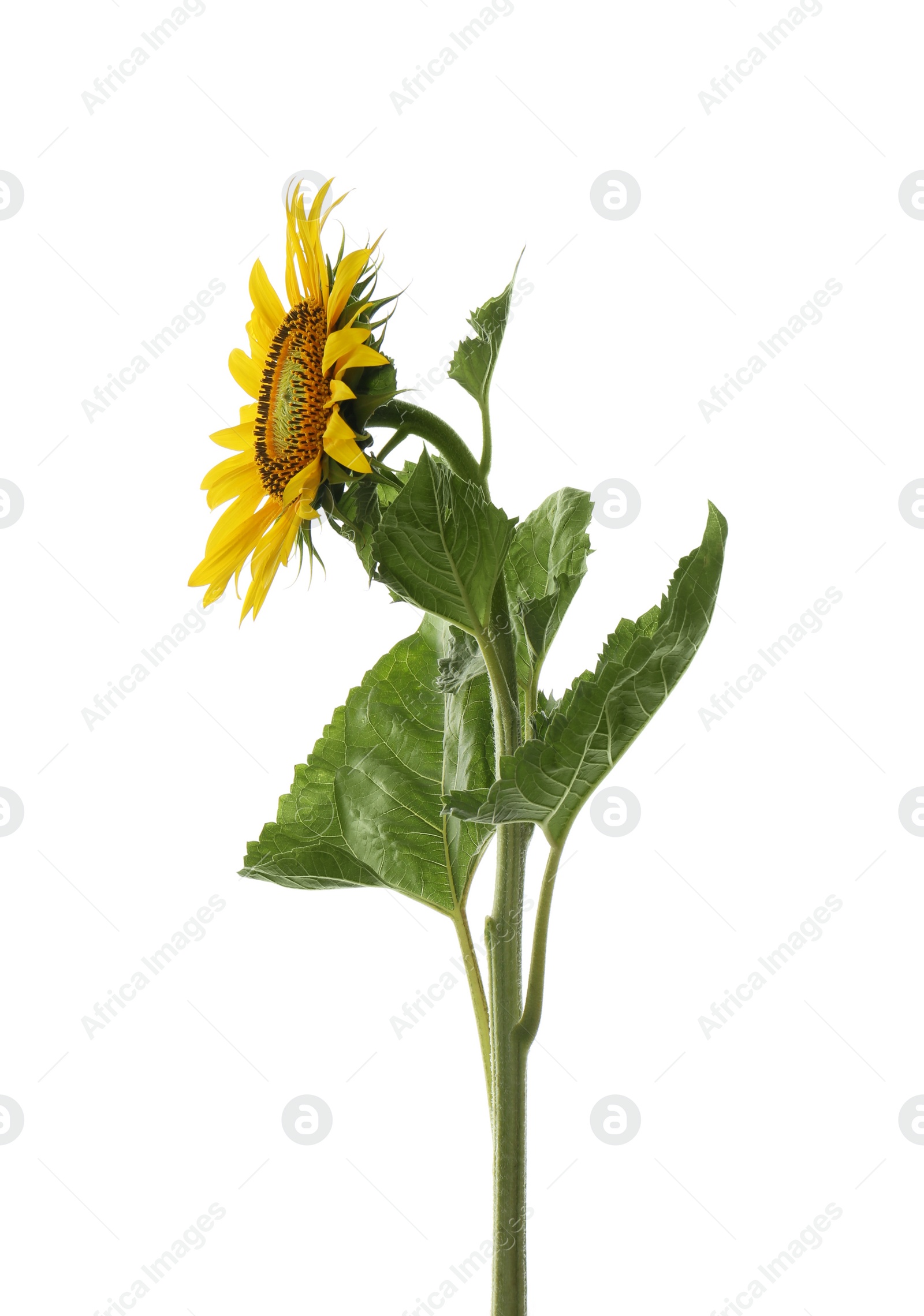 Photo of Beautiful bright blooming sunflower isolated on white