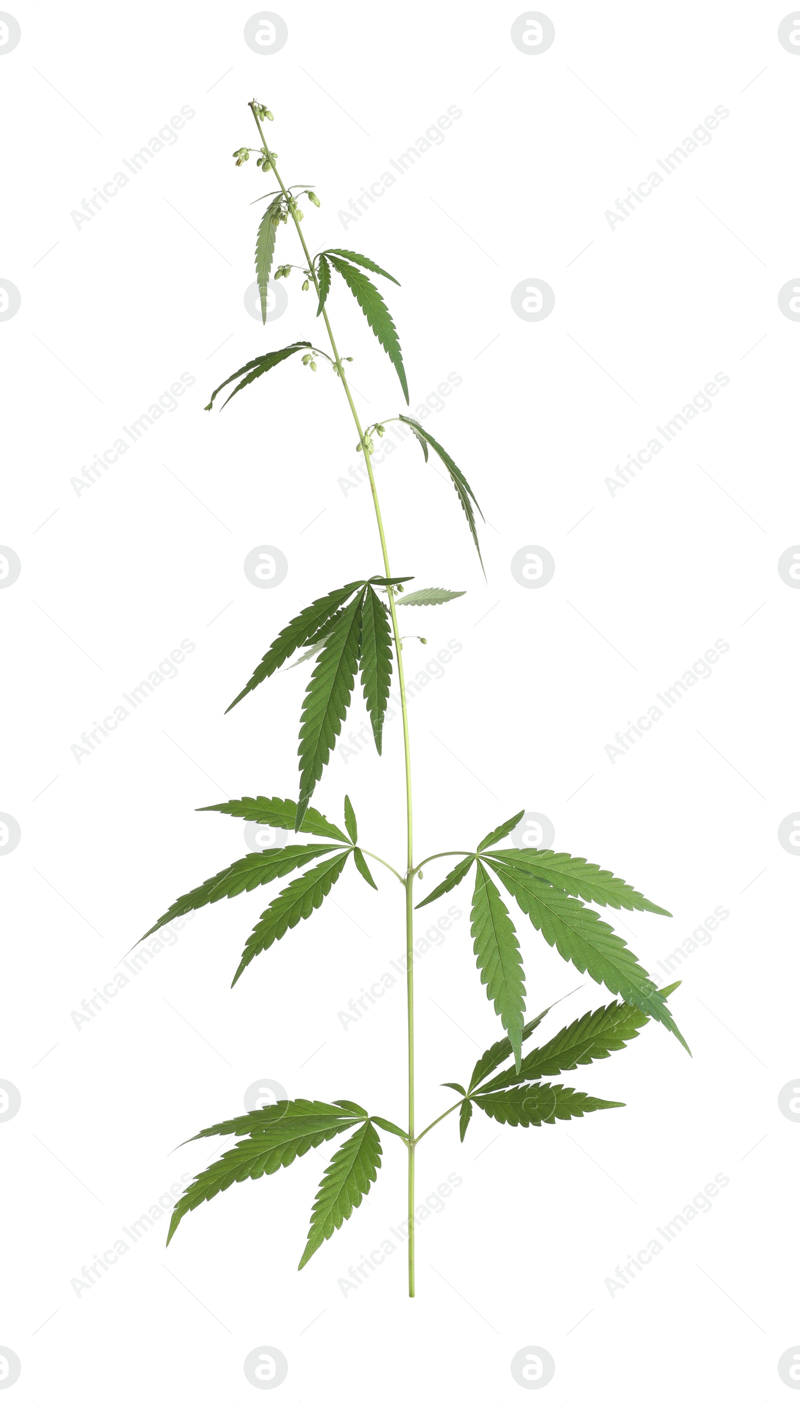 Photo of Lush green hemp plant isolated on white