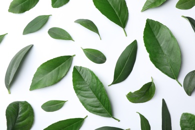 Photo of Fresh green citrus leaves on white background, top view