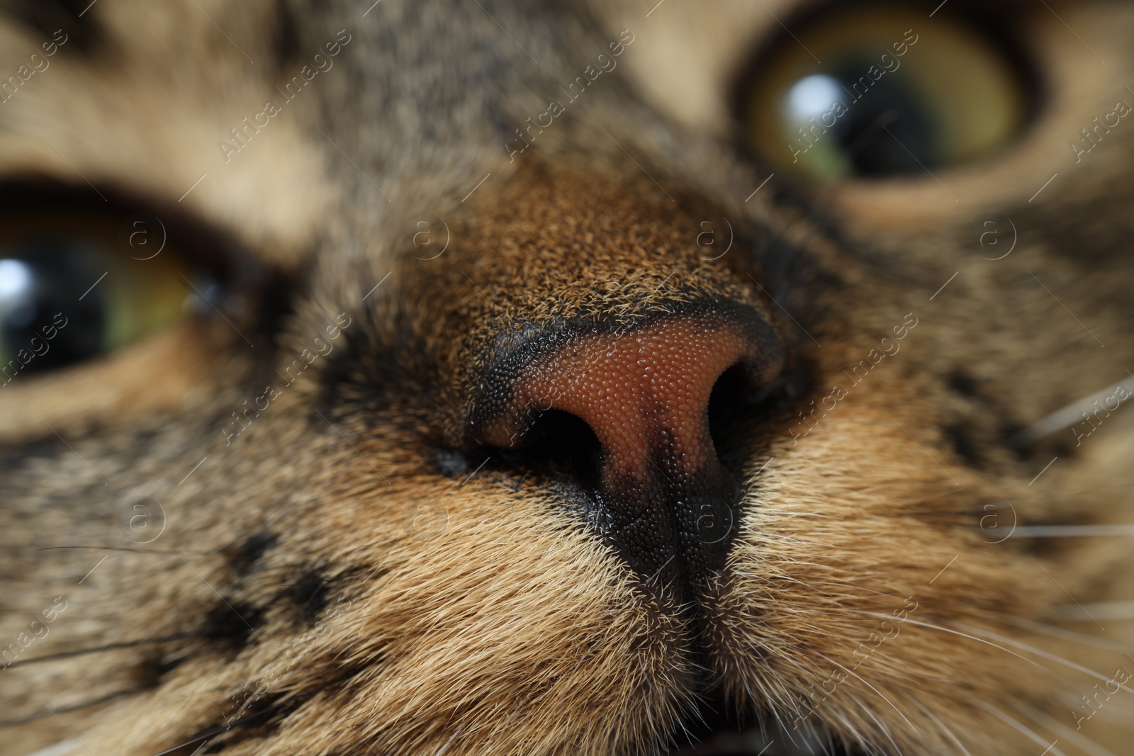 Photo of Macro photo of cat with beautiful eyes. Cute pet