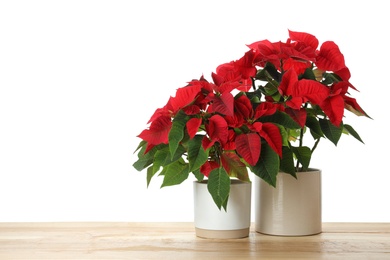 Photo of Red Poinsettia in pots on wooden table, space for text. Christmas traditional flower