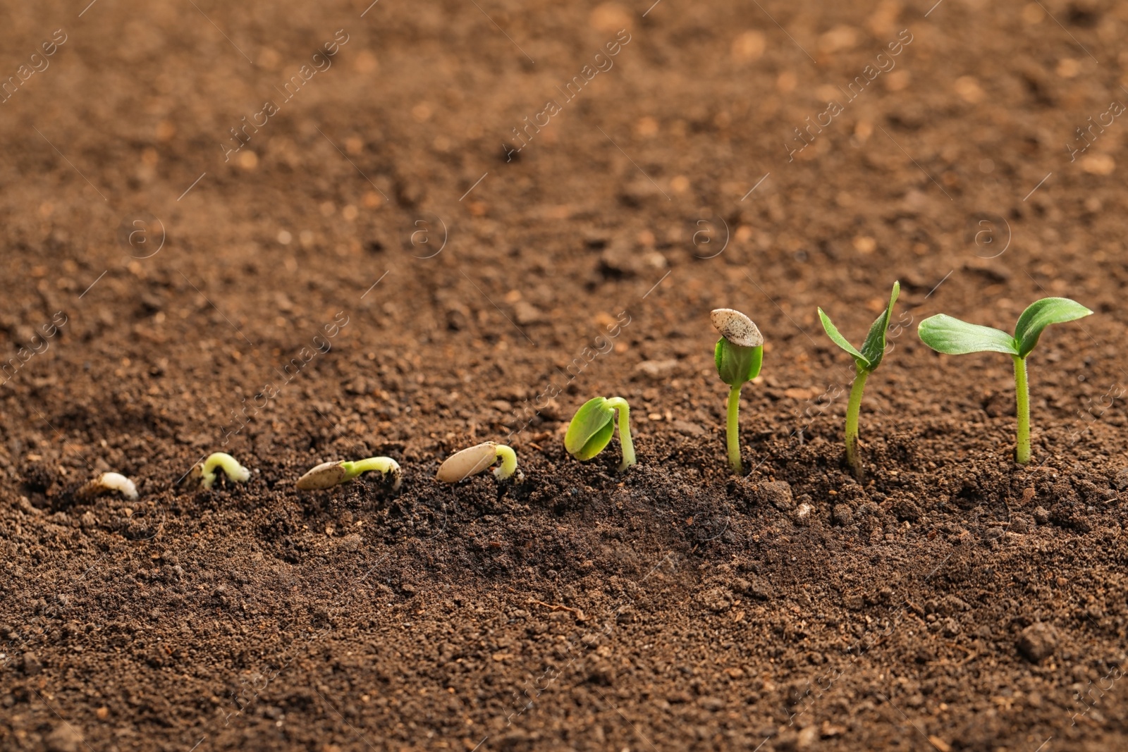 Photo of Little green seedlings growing in fertile soil