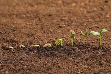 Photo of Little green seedlings growing in fertile soil