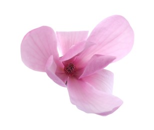 Photo of Beautiful pink magnolia flower isolated on white