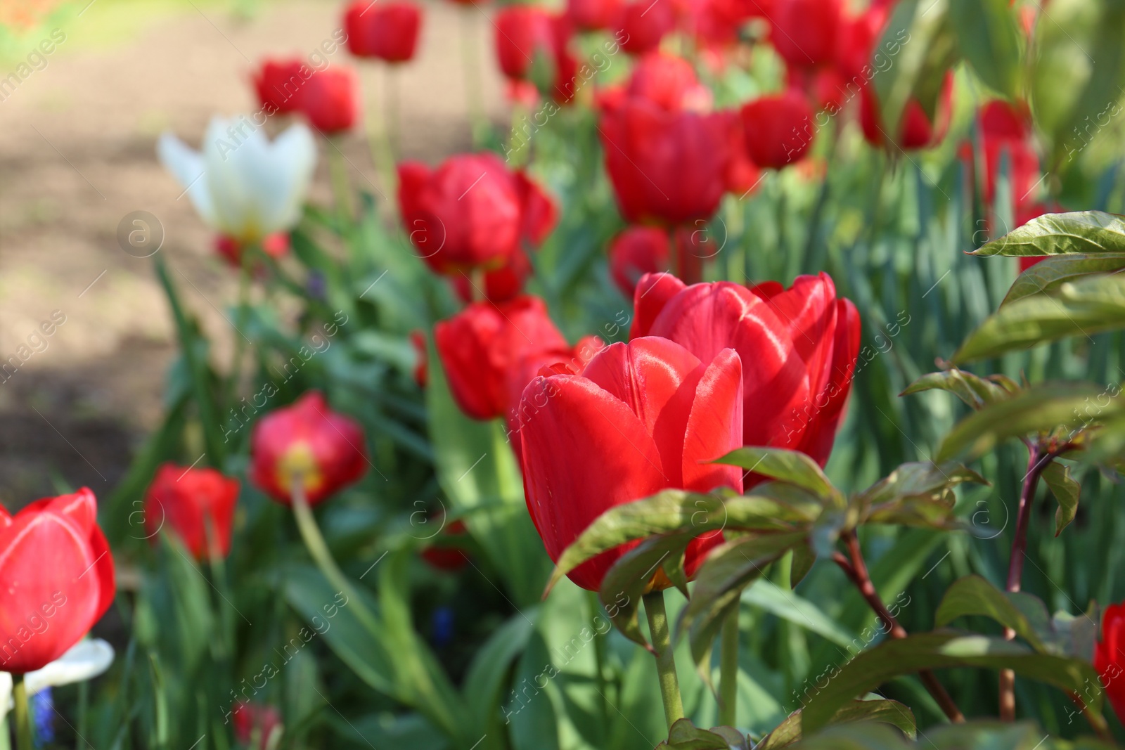 Photo of Beautiful red tulip flowers growing in garden, closeup. Spring season