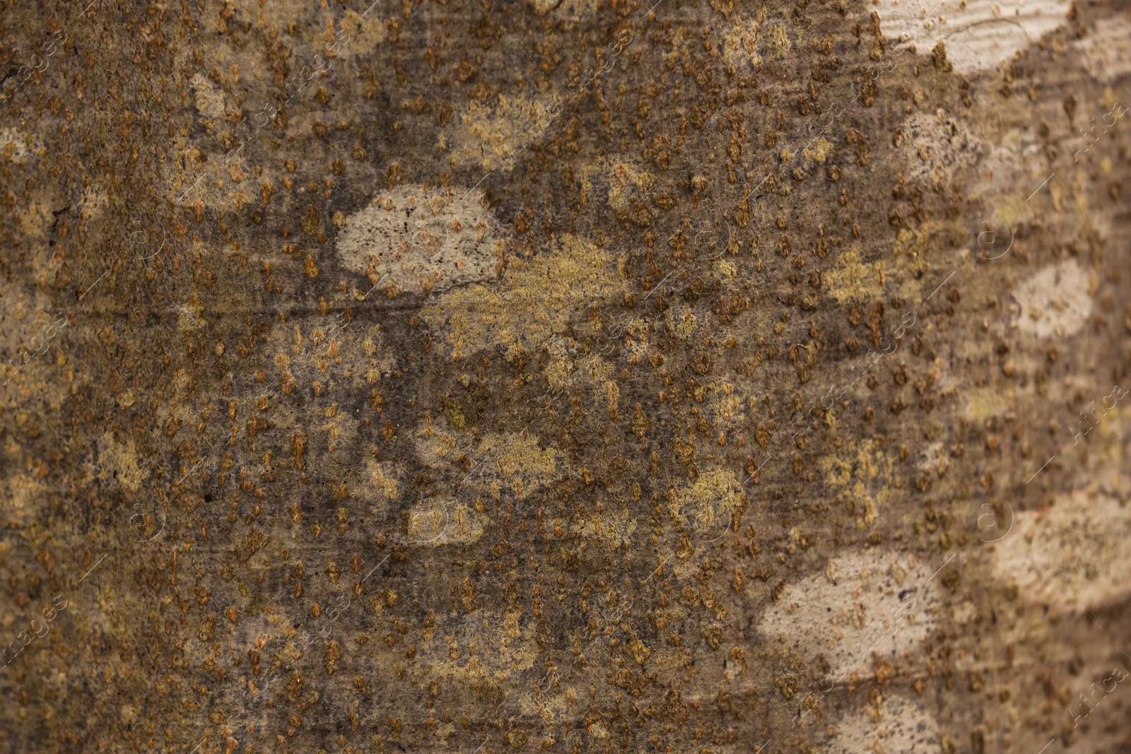 Photo of Texture of tree bark as background, closeup view