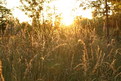 Picturesque view of countryside with meadow in morning