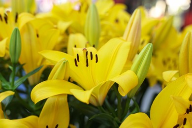 Photo of Beautiful lily plant with yellow flowers as background, closeup