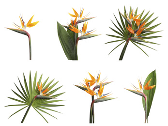 Image of Set with beautiful Bird of Paradise tropical flowers on white background