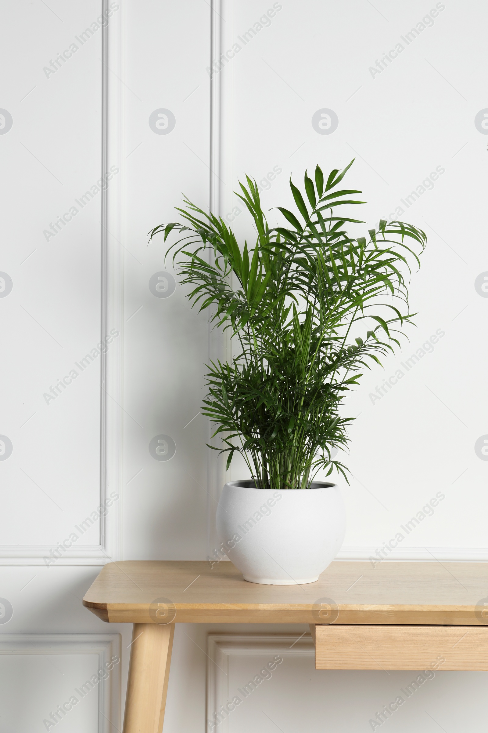 Photo of Beautiful chamaedorea plant in pot on wooden table indoors. House decor