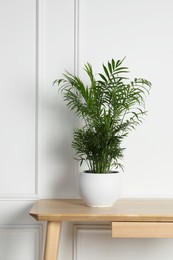 Photo of Beautiful chamaedorea plant in pot on wooden table indoors. House decor