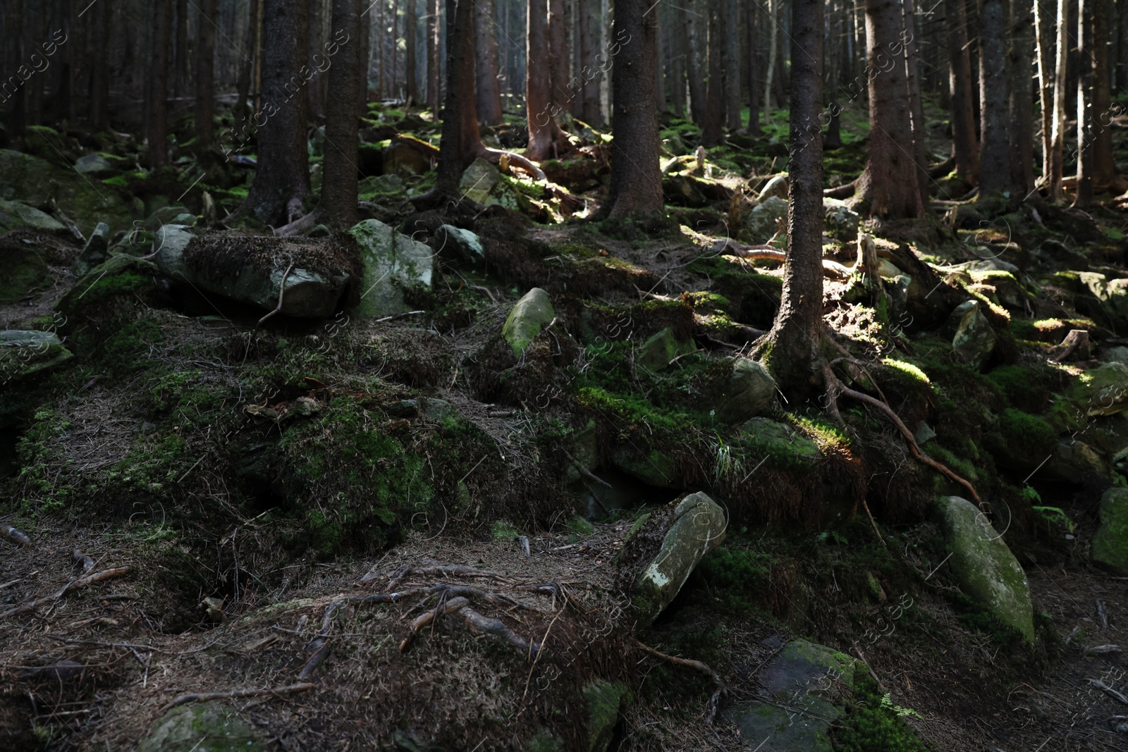 Photo of Picturesque view of stones in beautiful mountain forest