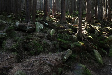 Photo of Picturesque view of stones in beautiful mountain forest