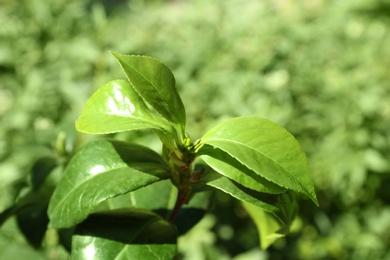 Photo of Tea shrub with green leaves outdoors on sunny day, closeup