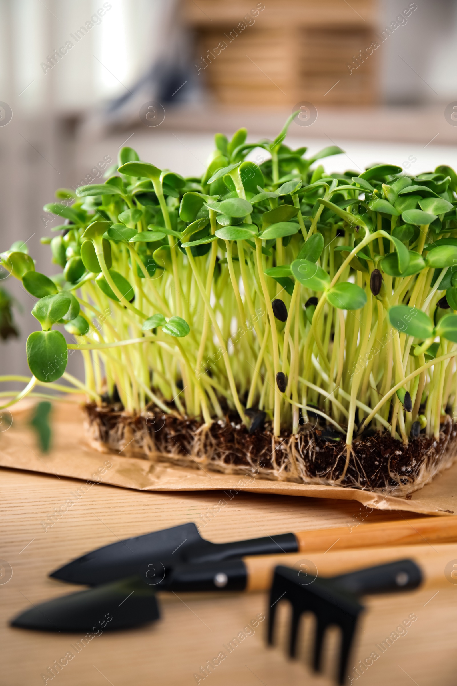 Photo of Fresh organic microgreen and gardening tools on wooden table indoors, closeup