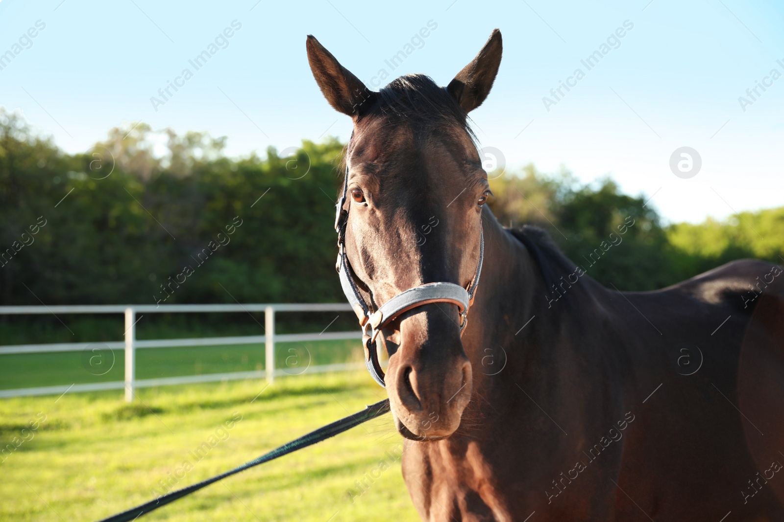 Photo of Horse with bridle outdoors on sunny day. Beautiful pet