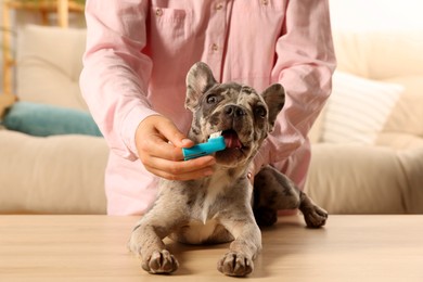 Photo of Woman brushing dog's teeth at table indoors, closeup