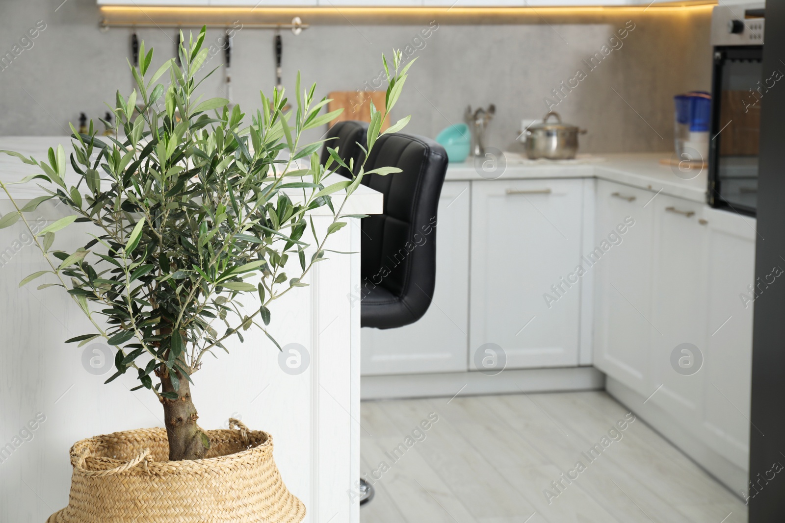 Photo of Beautiful potted olive tree in stylish kitchen