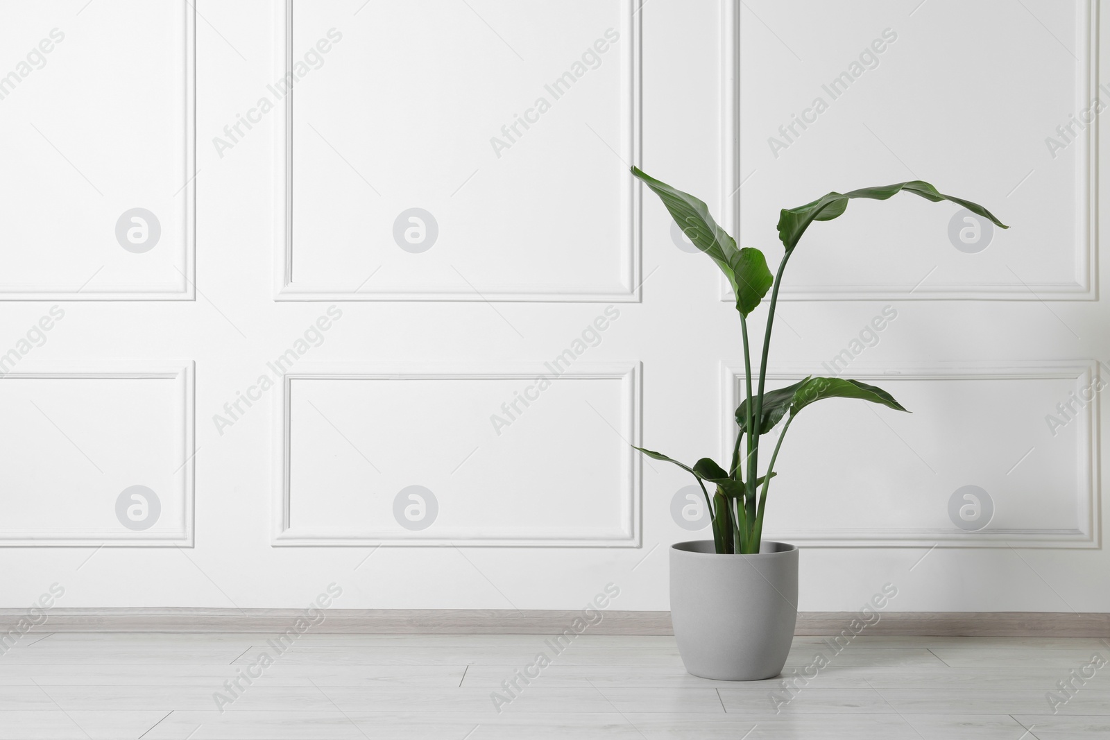 Photo of Potted strelitzia on floor indoors, space for text. Beautiful houseplant