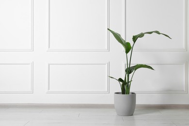 Photo of Potted strelitzia on floor indoors, space for text. Beautiful houseplant