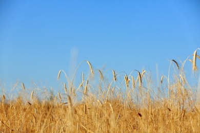 Landscape with wheat field and blue sky. Cereal grain crop