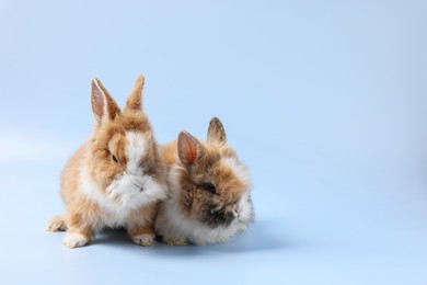 Photo of Cute little rabbits on light blue background. Space for text