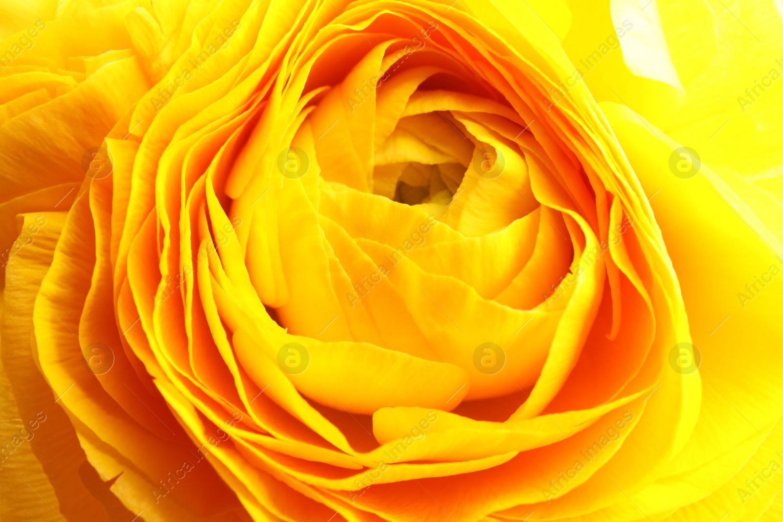 Photo of Beautiful ranunculus flower as background, macro view