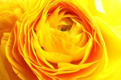 Photo of Beautiful ranunculus flower as background, macro view