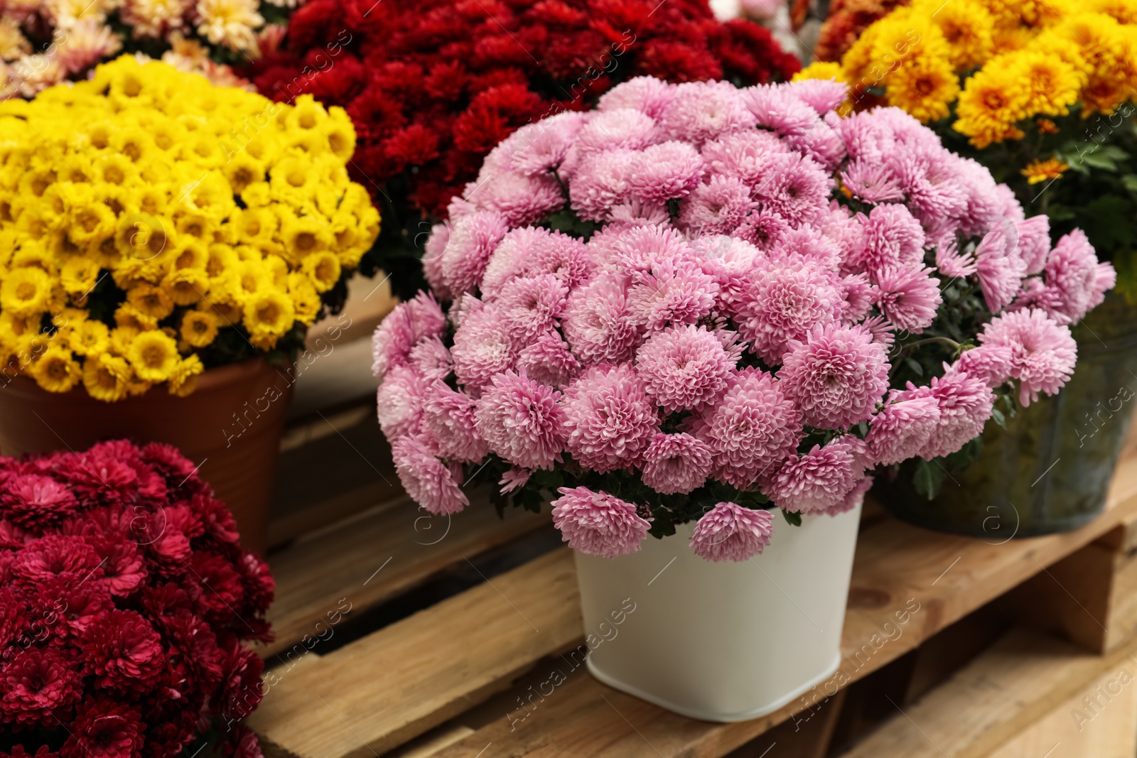 Photo of Beautiful different color Chrysanthemum flowers in pots on wooden pallet