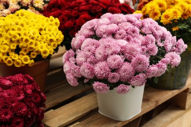 Beautiful different color Chrysanthemum flowers in pots on wooden pallet