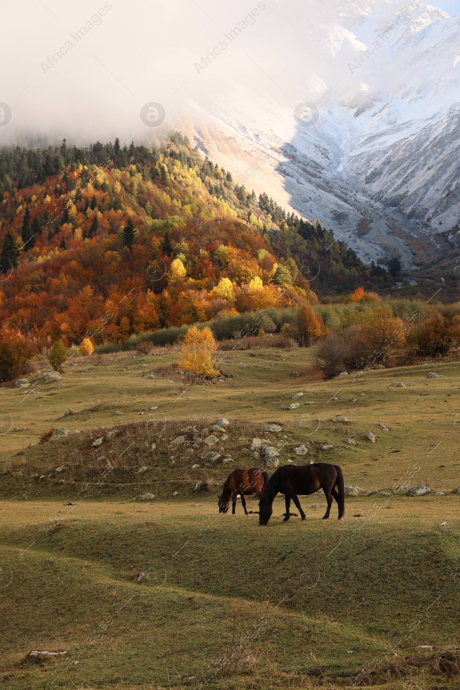 Photo of Picturesque view of high mountains with forest and horses grazing on meadow