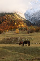 Picturesque view of high mountains with forest and horses grazing on meadow