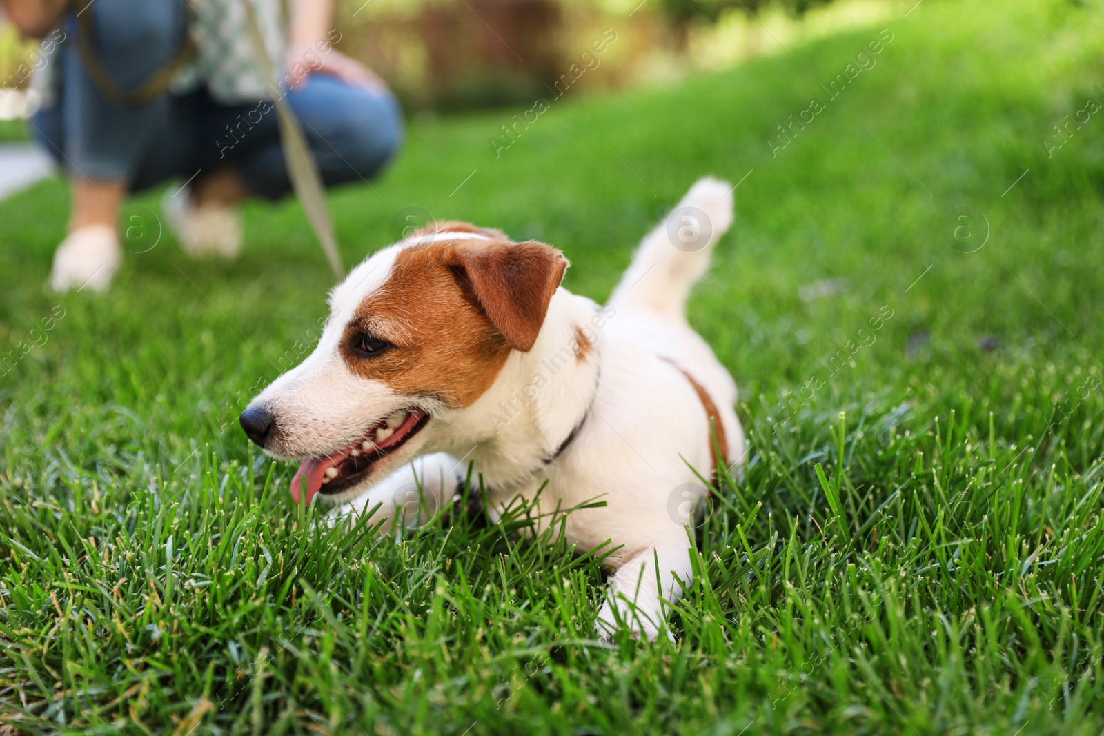 Photo of Adorable Jack Russell Terrier dog on green grass outdoors