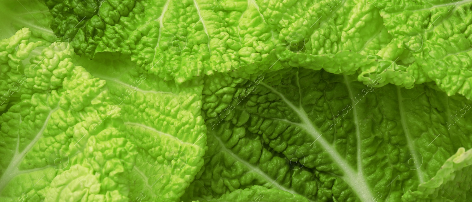 Image of Fresh Chinese cabbage leaves as background, top view. Banner design