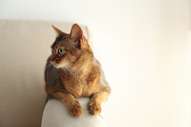 Photo of Beautiful Abyssinian cat on sofa at home. Lovely pet