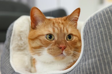 Cute ginger cat lying on pet bed at home, closeup