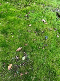 Bright moss on ground outdoors, above view