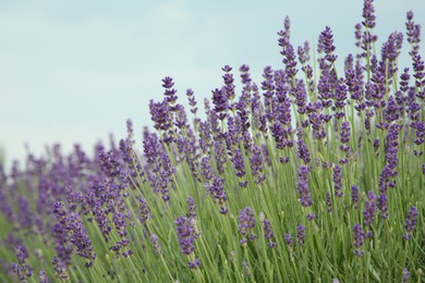 Photo of Beautiful blooming lavender growing outdoors, closeup view