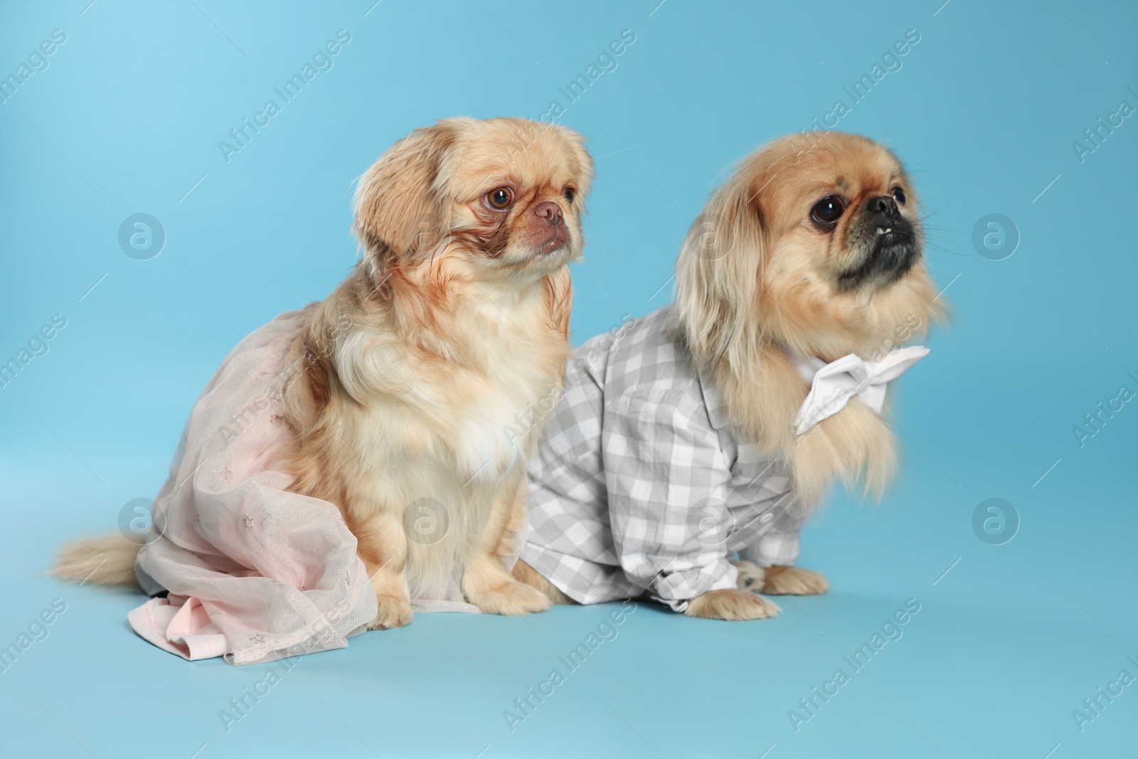 Photo of Cute Pekingese dogs in pet clothes on light blue background