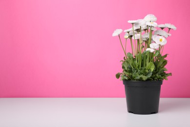 Photo of Beautiful potted daisy flower on white table against pink background. Space for text