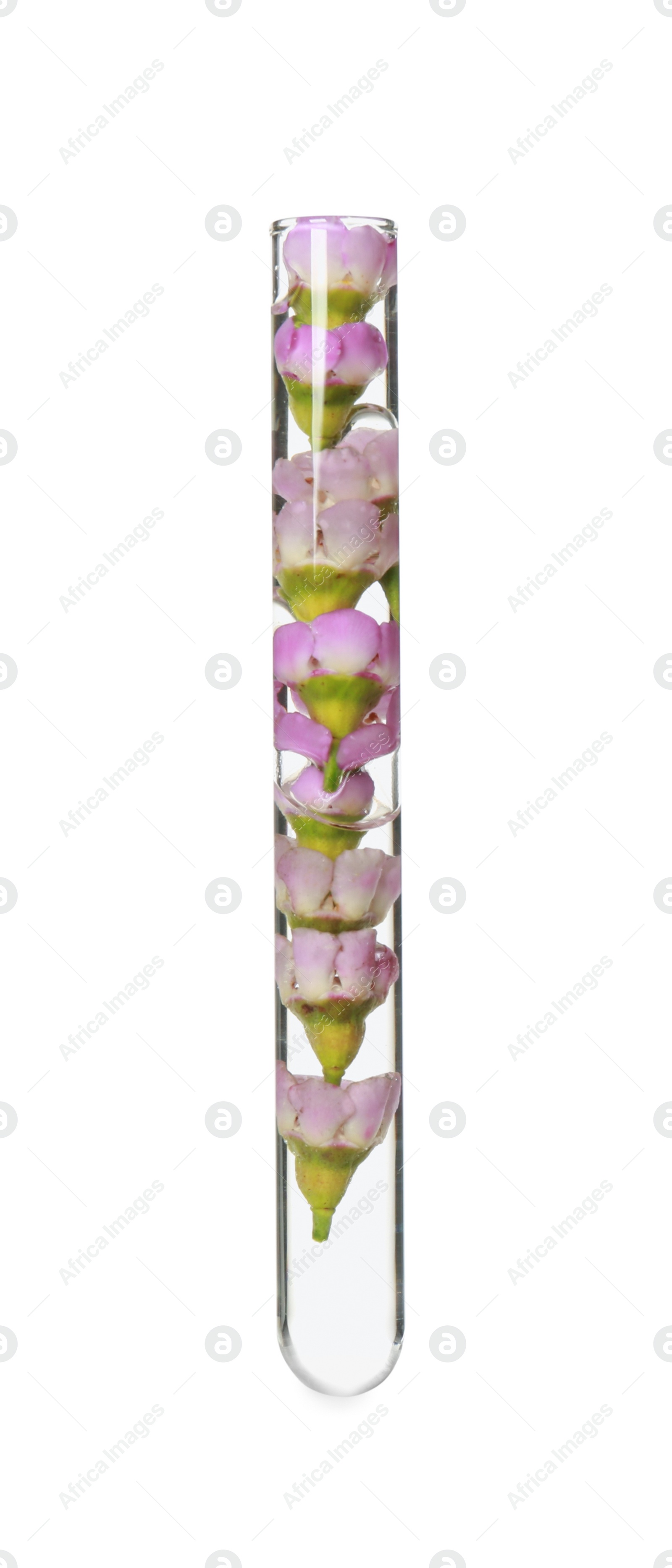Photo of Flowers in test tube on white background