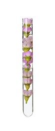 Flowers in test tube on white background