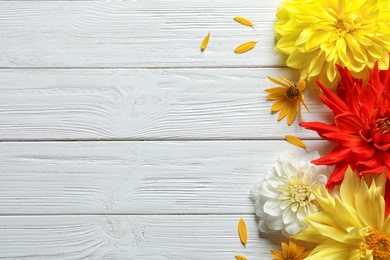 Flat lay composition with beautiful dahlia flowers and space for text on wooden background